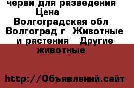 черви для разведения › Цена ­ 4 000 - Волгоградская обл., Волгоград г. Животные и растения » Другие животные   